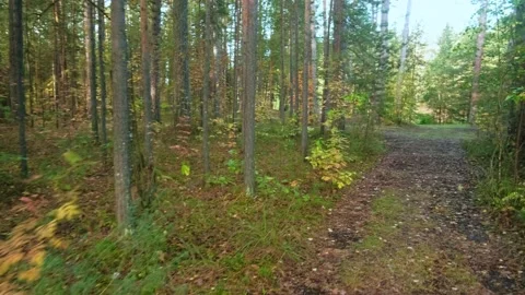 Autumn forest walk Video stock 211846465