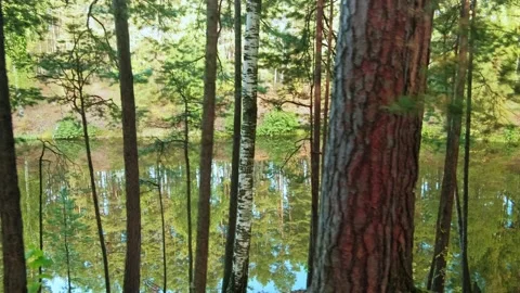 Autumn forest walk Stock Footage 211846737