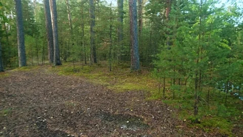 Autumn forest walk Video stock 211846956
