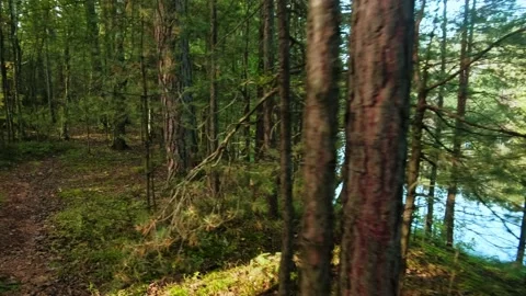Autumn forest walk Video stock 211847233