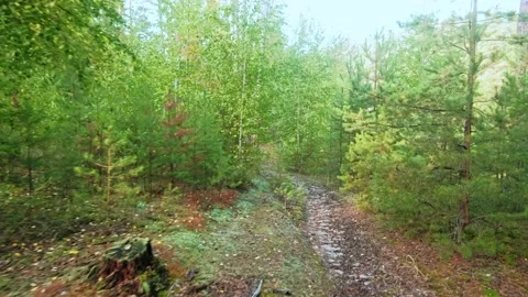 Autumn forest walk Stock Footage 211847290