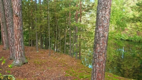 Autumn forest walk Stock Footage 211847388