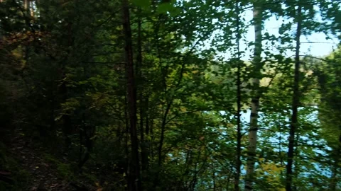 Autumn forest walk Video stock 211848344