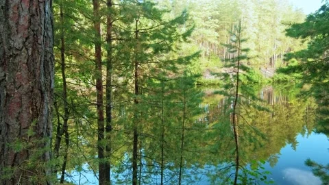 Autumn forest walk Stock Footage 211848402