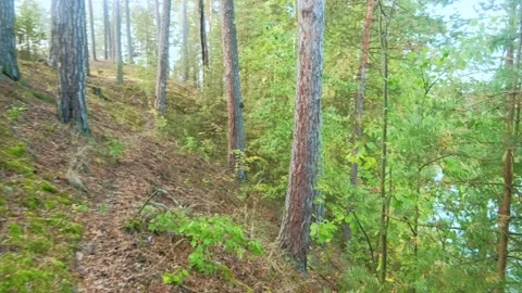 Autumn forest walk Stock Footage 211848726