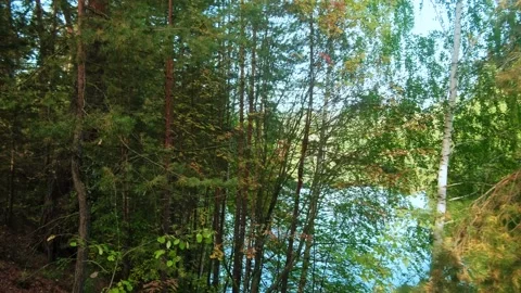 Autumn forest walk Stock Footage 211848887