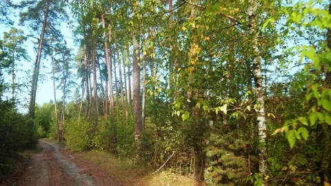 Autumn forest walk Stock Footage 211849209