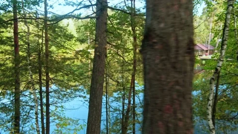 Autumn forest walk Stock Footage 211849381