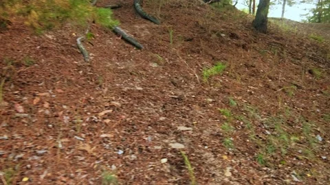 Autumn forest walk Video stock 211849992