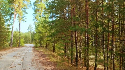 Autumn forest walk Video stock 211850702