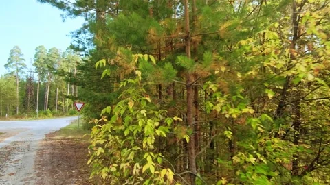 Autumn forest walk Stock Footage 211850995