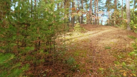 Autumn forest walk Stock-Footage 211851184
