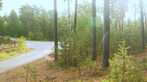 Autumn forest walk Stock Footage 211851439
