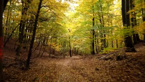 Autumn Forest Walk Hyperlapse Video stock 144332966