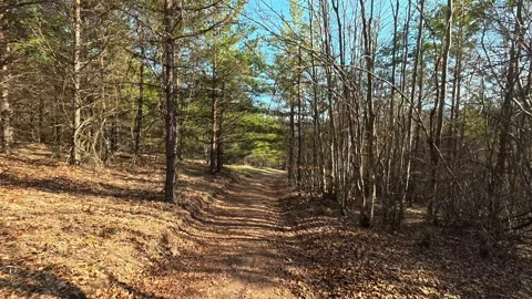 Autumn Forest Walk with Pine and Bare Trees – 4K UHD Stock Footage Stock Footage 331873360