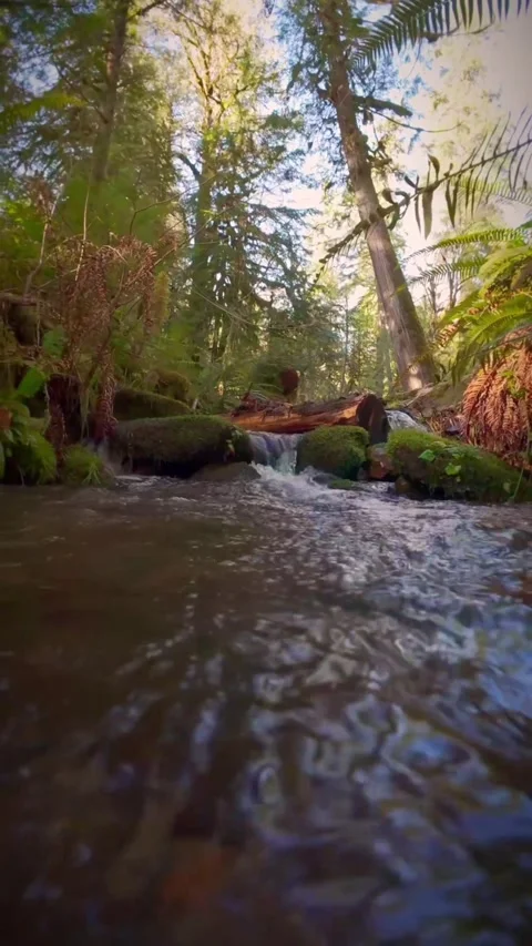 Autumn in the forest with water Stock Footage 273981799
