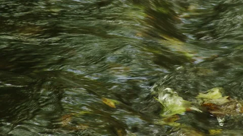 Autumn forest water stream Stock Footage 32591440