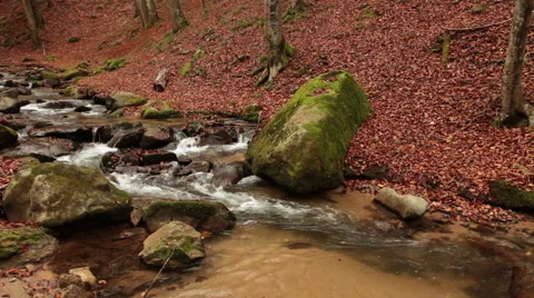 Autumn forest - water stream - HD steadicam Stock Footage 44269352