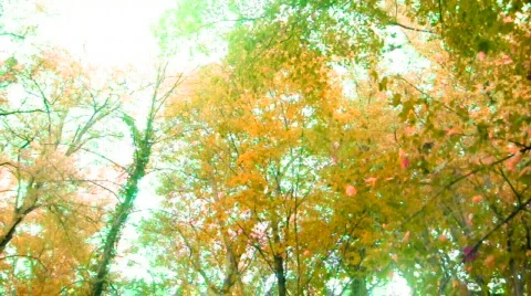 Autumn forest &amp; waterfall Video stock 533527
