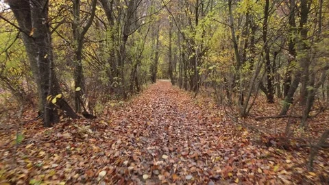 Autumn forest way Stock Footage 143531725