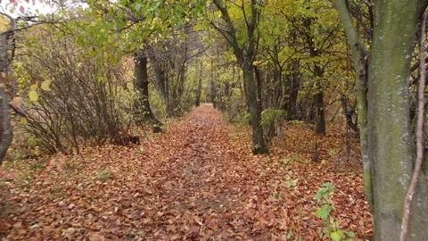 Autumn forest way Video stock 143531734