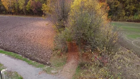 Autumn forest way Video stock 143531736