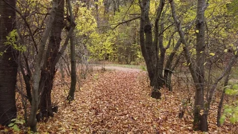 Autumn forest way Video stock 143531776