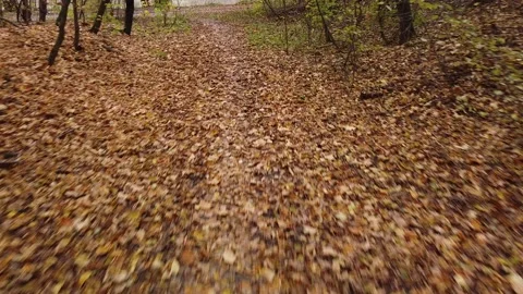 Autumn forest way Video stock 143531796