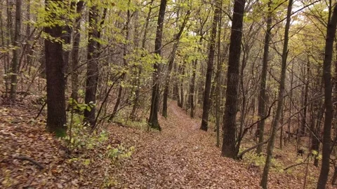 Autumn forest way Video stock 143531812