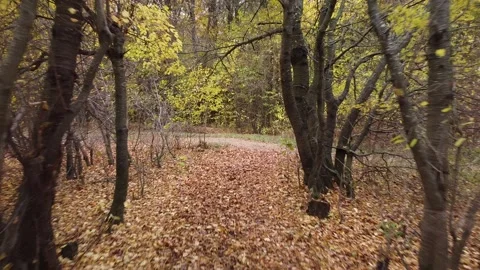 Autumn forest way Video stock 143531841