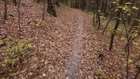 Autumn forest way Video stock 143531844