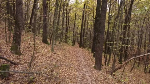 Autumn forest way Video stock 143531864