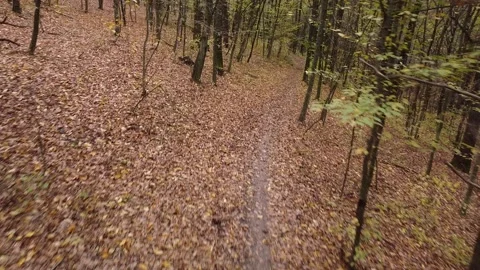 Autumn forest way Video stock 143531877