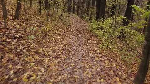 Autumn forest way Video stock 143531913