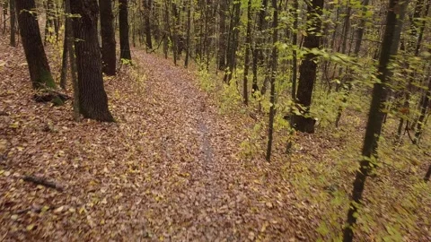 Autumn forest way Video stock 143531915