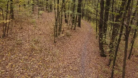 Autumn forest way Stock Footage 143531916