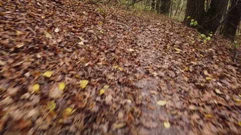 Autumn forest way Video stock 143531921