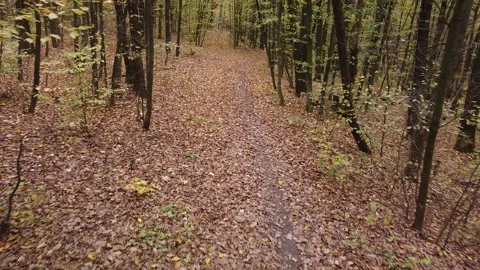 Autumn forest way Video stock 143531989