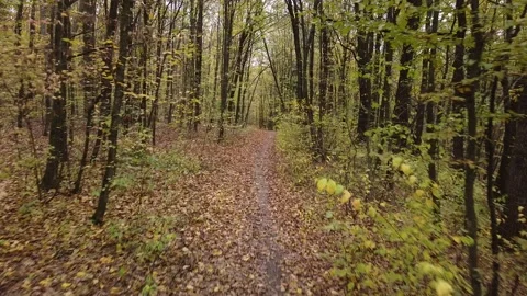 Autumn forest way Video stock 143531990