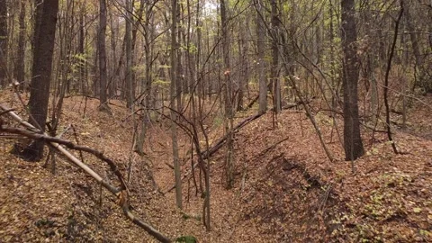 Autumn forest way Video stock 143531996