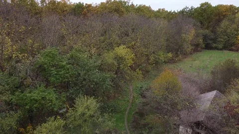 Autumn forest way Video stock 143531998