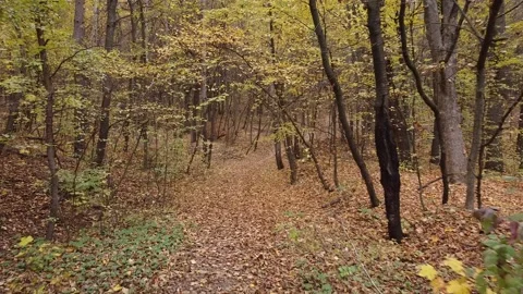 Autumn forest way Video stock 143532132