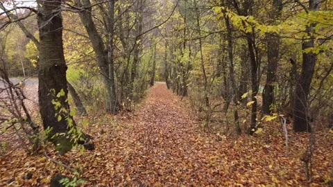 Autumn forest way Video stock 143532249