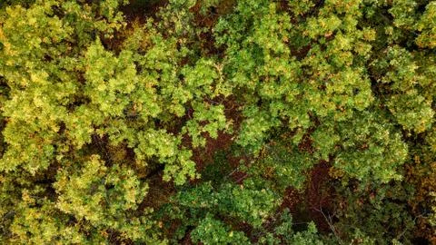 Autumn forest way Stock Photos