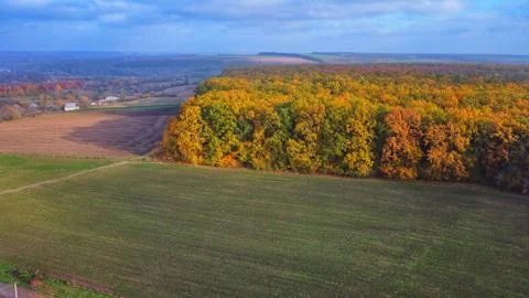 Autumn forest way Stock Photos