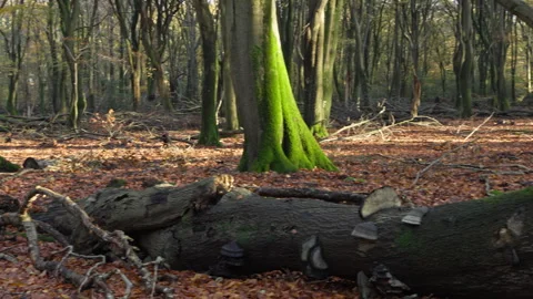 Autumn forest whit a fallen tree at the foreground Stock Footage 269148721