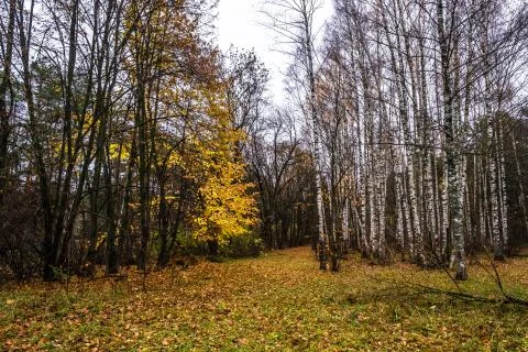 Autumn forest with white trunks of birches without leaves and bright yellow l Stock Photos