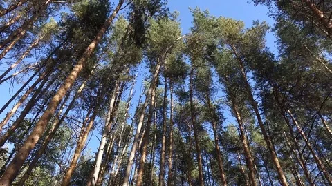 Autumn Forest Wind; Pines Motion Stock Footage 103286411