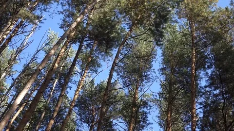 Autumn Forest Wind; Pines Motion Closeup Stock Footage 103286423