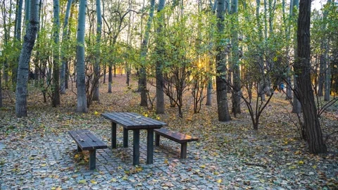 Autumn forest wood table fallen leaves in winter time-lapse sunset picture Stock Footage 220711547